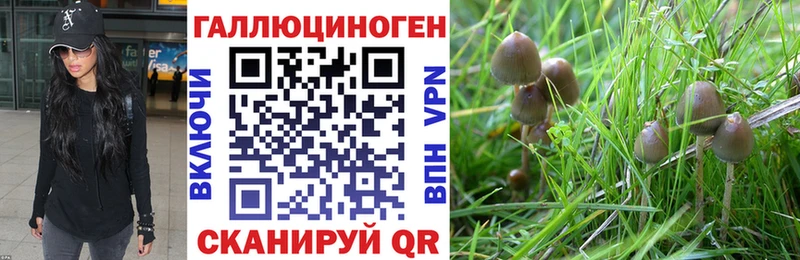Псилоцибиновые грибы Psilocybine cubensis  Домодедово 